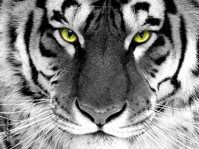Wallpaper - tigerstare.jpg